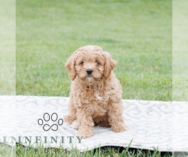 Medium Photo #3 Cavapoo Puppy For Sale in NARVON, PA, USA
