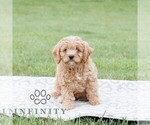 Small Photo #3 Cavapoo Puppy For Sale in NARVON, PA, USA
