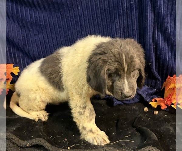 Medium Photo #4 Newfoundland Puppy For Sale in AURORA, IN, USA