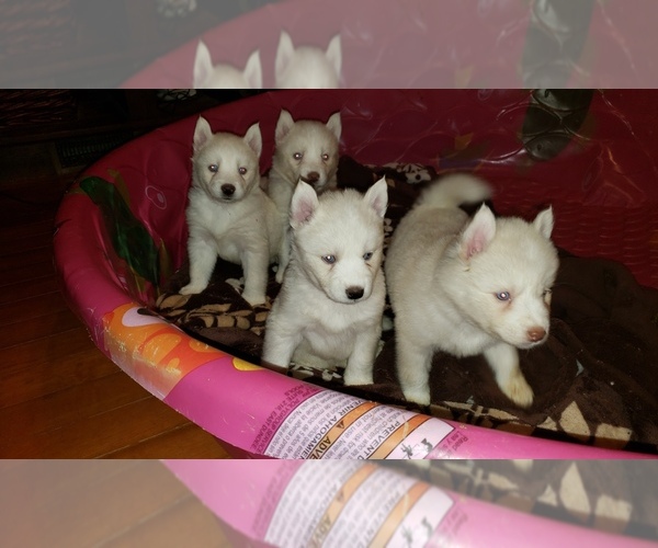 Medium Photo #13 Siberian Husky Puppy For Sale in DINWIDDIE, VA, USA