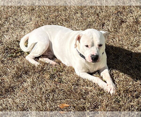 Medium Photo #6 Bulloxer Puppy For Sale in Decatur, GA, USA
