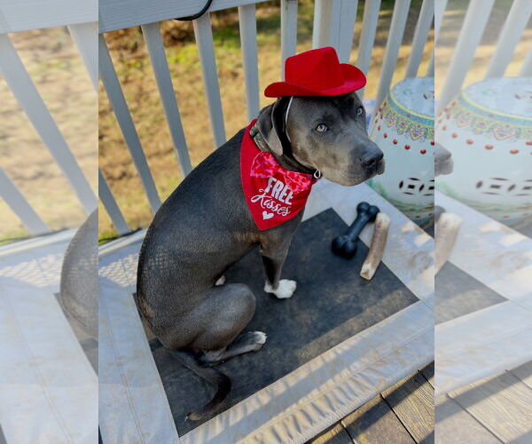 Medium Photo #2 American Staffordshire Terrier-Unknown Mix Puppy For Sale in Holly Springs, NC, USA