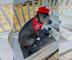 Norman - Male American Staffordshire Terrier-Unknown Mix Dog for Adoption - Photo #2
