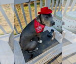 Small #1 American Staffordshire Terrier Mix