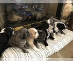Small Photo #30 Aussiedoodle-Poodle (Standard) Mix Puppy For Sale in COMMERCE, MI, USA