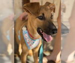 Small Doberman Pinscher Mix