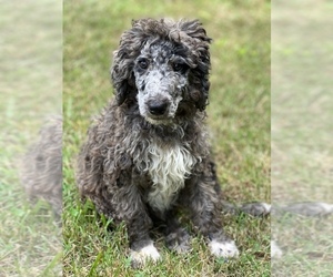 Poodle (Standard) Puppy for Sale in HENRY, Virginia USA