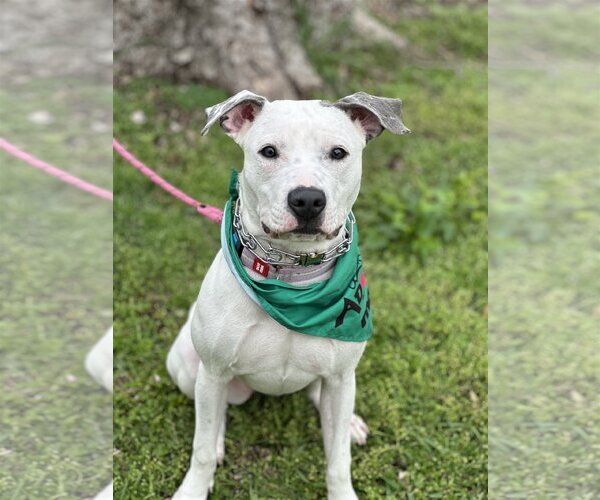 Medium Photo #4 American Staffordshire Terrier Puppy For Sale in Euless, TX, USA