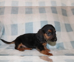 Small #7 Dachshund