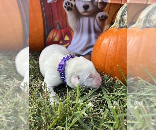 Medium Photo #10 Labrador Retriever Puppy For Sale in NEOLA, WV, USA