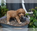 Small #3 Poodle (Toy)