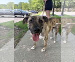 Small #7 Mountain Cur Mix