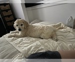Small Photo #19 Goldendoodle Puppy For Sale in LAGUNA HILLS, CA, USA