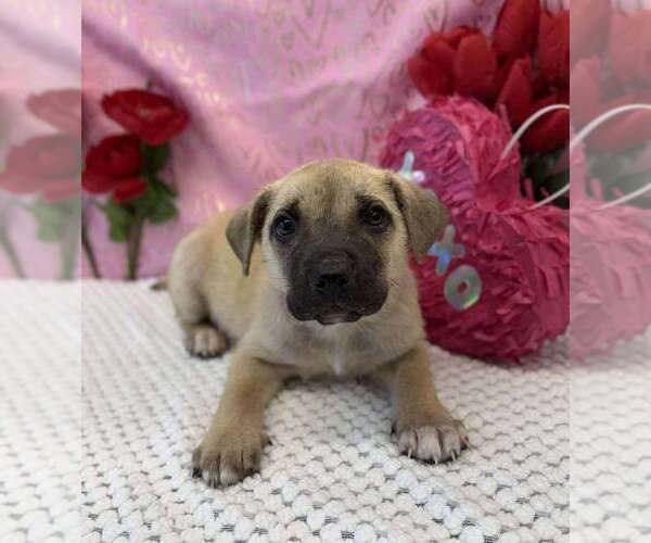 Medium Photo #2 American Staffordshire Terrier-Labrador Retriever Mix Puppy For Sale in Lakewood, CO, USA