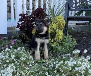 German Shepherd Dog Puppy for sale in THORP, WI, USA