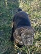 Small Photo #2 Cane Corso Puppy For Sale in RICHMOND, VA, USA