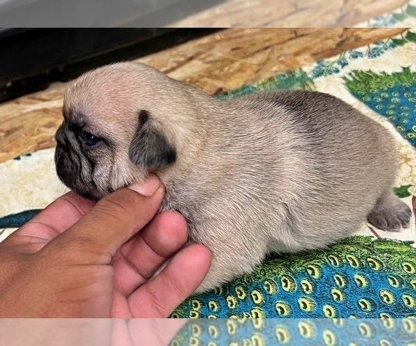 Medium Photo #4 Pug Puppy For Sale in DESERT HOT SPRINGS, CA, USA