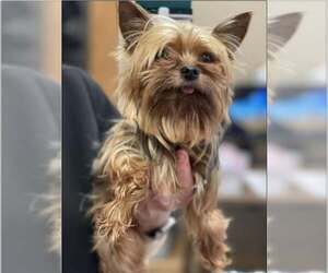 Mutt Dogs for adoption in Spring, TX, USA