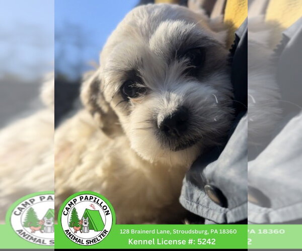 Medium Photo #1 Shih Tzu-Unknown Mix Puppy For Sale in Stroudsburg, PA, USA