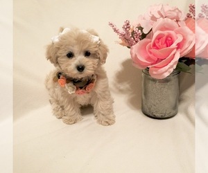 Poodle (Toy) Puppy for sale in SAFFORD, AZ, USA