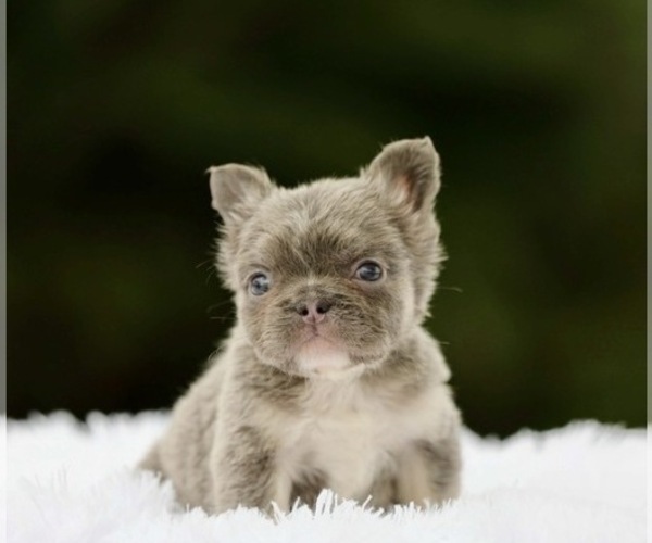 Medium Photo #2 French Bulldog Puppy For Sale in NEWPORT BEACH, CA, USA