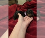 Small Photo #5 Doberman Pinscher Puppy For Sale in PARADISE, TX, USA