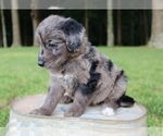 Small Photo #11 Aussiedoodle Puppy For Sale in LEXINGTON, AL, USA