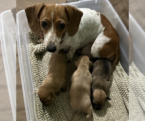 Medium Photo #1 Chiweenie Puppy For Sale in FORT MYERS, FL, USA