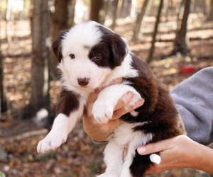 Border Collie Puppy for sale in DELTA, PA, USA