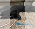 Small Photo #11 German Shepherd Dog-Goberian Mix Puppy For Sale in OMAHA, NE, USA