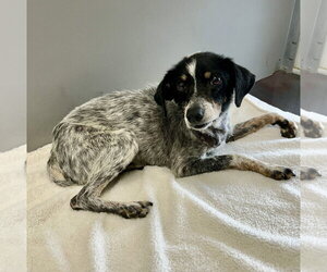Mutt Dogs for adoption in Corning, AR, USA