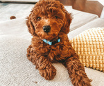 Small Photo #5 Poodle (Miniature) Puppy For Sale in TAMPA, FL, USA