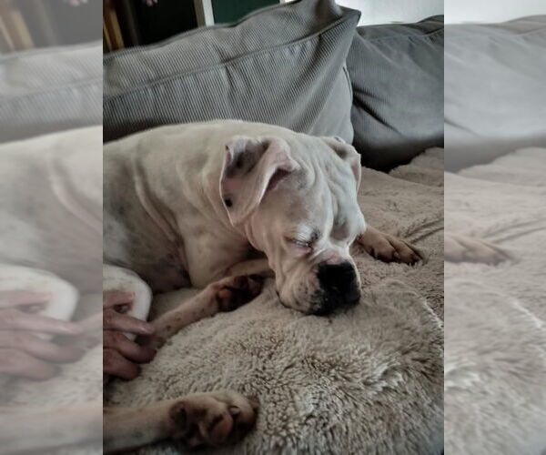 Medium Photo #4 Boxer Puppy For Sale in  Katy, TX, USA