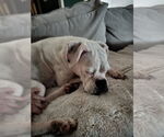 Small #3 Boxer