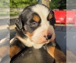 Small #3 Bernese Mountain Dog