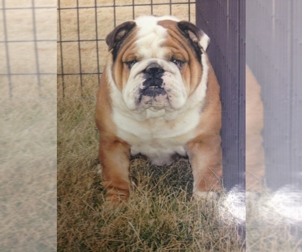Medium Photo #4 Bulldog Puppy For Sale in MINOOKA, IL, USA