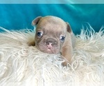 Small #1 French Bulldog