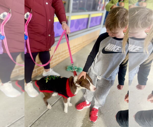 Medium Photo #13 Collie-Unknown Mix Puppy For Sale in Mount Laurel, NJ, USA