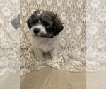 Small Photo #5 Zuchon Puppy For Sale in ACTON, CA, USA