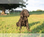 Small Photo #9 Labrador Retriever Puppy For Sale in SARCOXIE, MO, USA