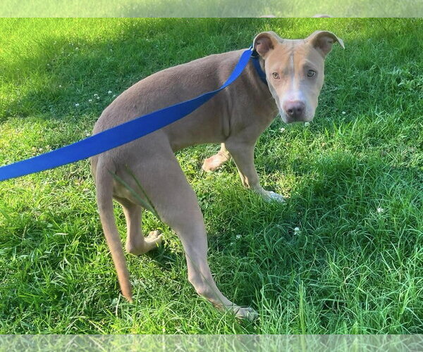 Medium Photo #3 Mutt Puppy For Sale in Rockaway, NJ, USA