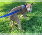 Small #2 Mutt