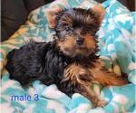 Small #8 Yorkshire Terrier