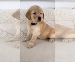 Small Photo #3 Golden Retriever Puppy For Sale in ROCHESTER, NY, USA