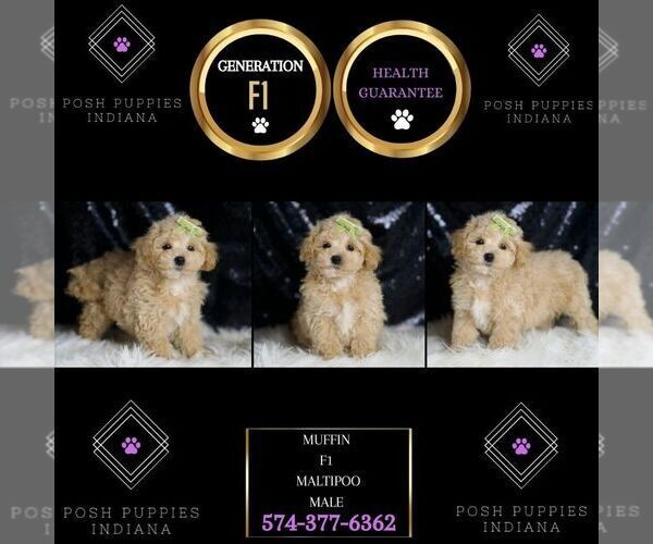 Medium Photo #6 Maltipoo Puppy For Sale in WARSAW, IN, USA