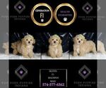 Small #5 Maltipoo