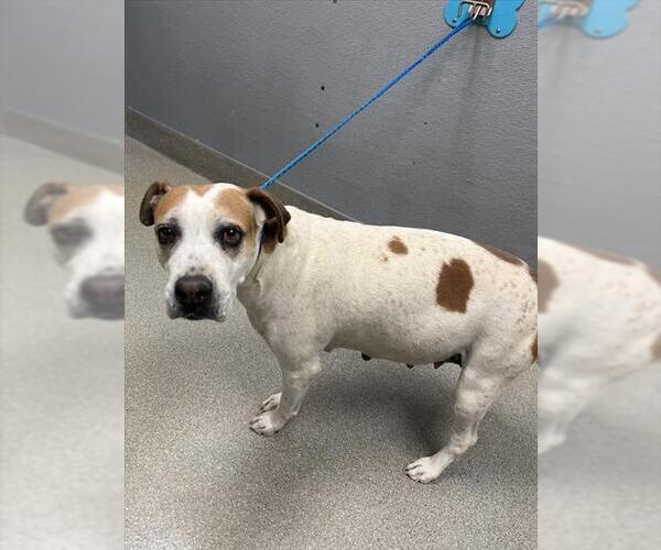 Medium Photo #1 American Pit Bull Terrier-Unknown Mix Puppy For Sale in Las Vegas, NV, USA