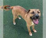Small #1 American Pit Bull Terrier Mix
