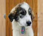 Small #1 Australian Shepherd-Great Pyrenees Mix
