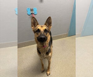 German Shepherd Dog-Unknown Mix Dogs for adoption in Las Vegas, NV, USA